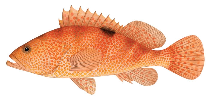 32 바리과 붉바리(Red spotted grouper:Hong Kong grouper).jpg