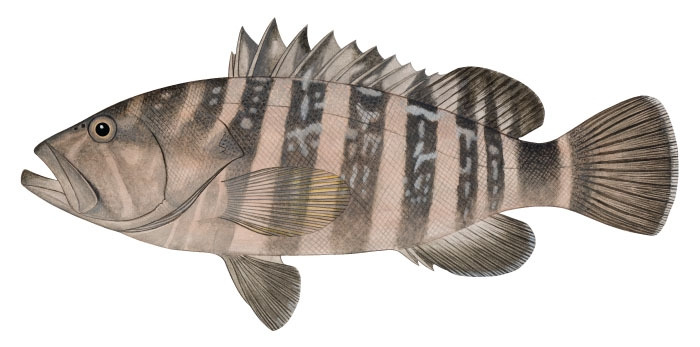 33 바리과 능성어(Convict grouper).jpg