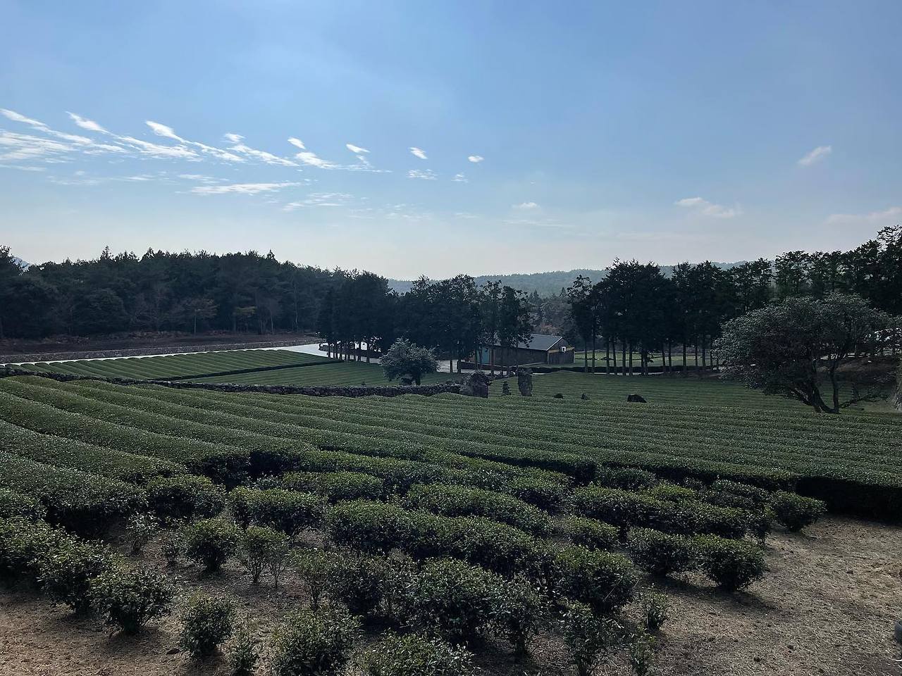 02 서귀다원 02.jpg