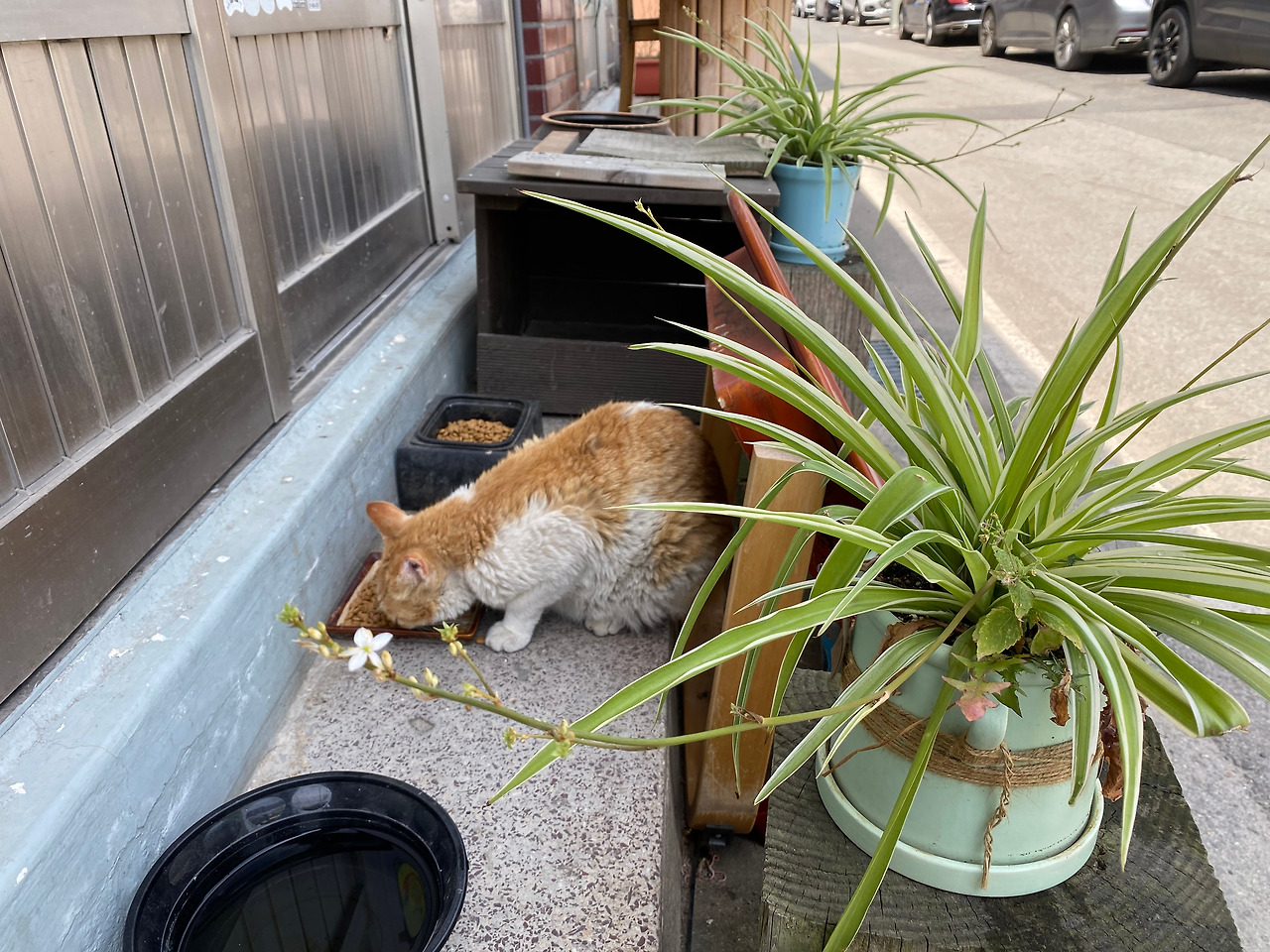 치즈의 식사시간.jpg