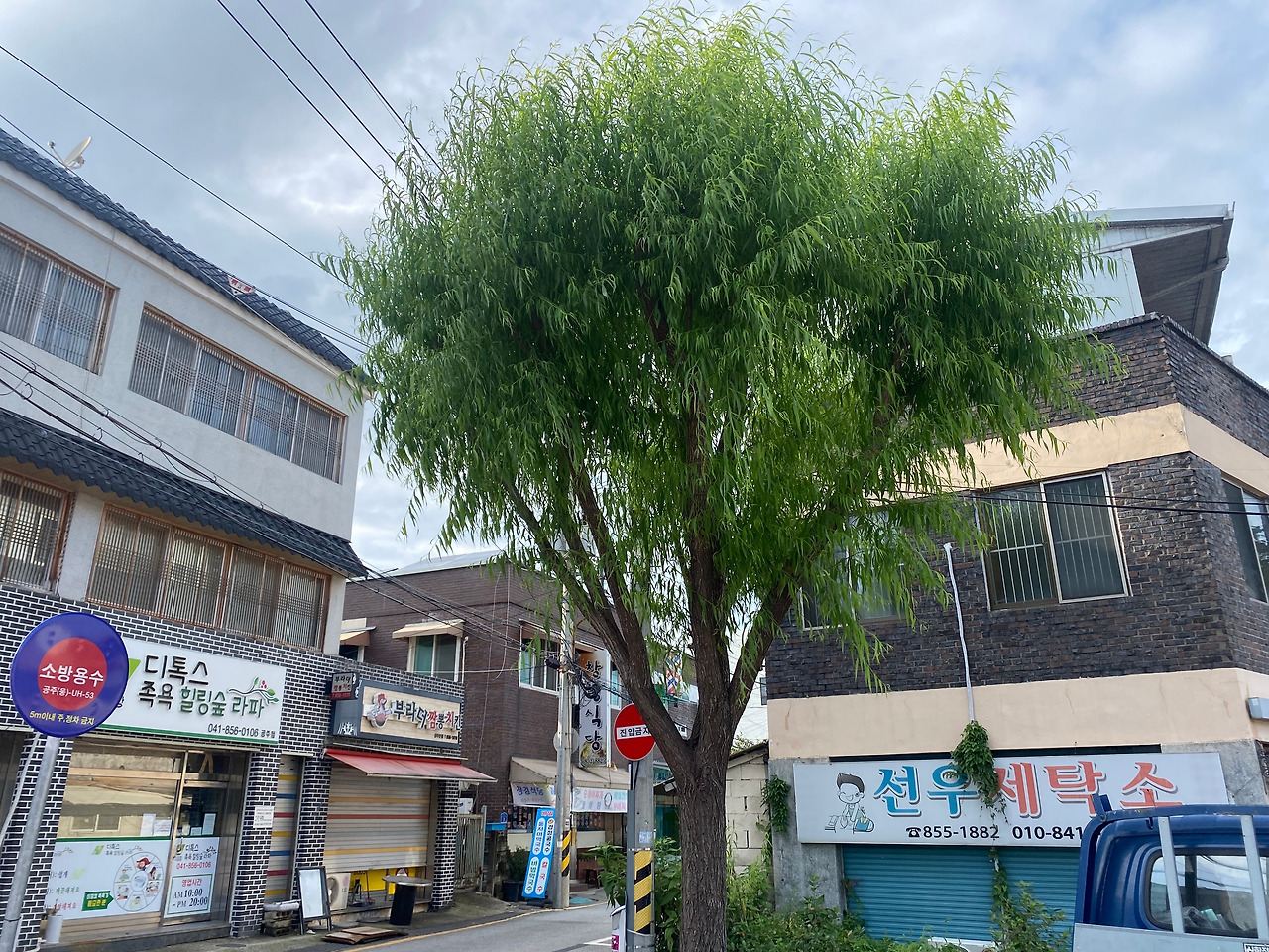 버드나무 부활.jpg