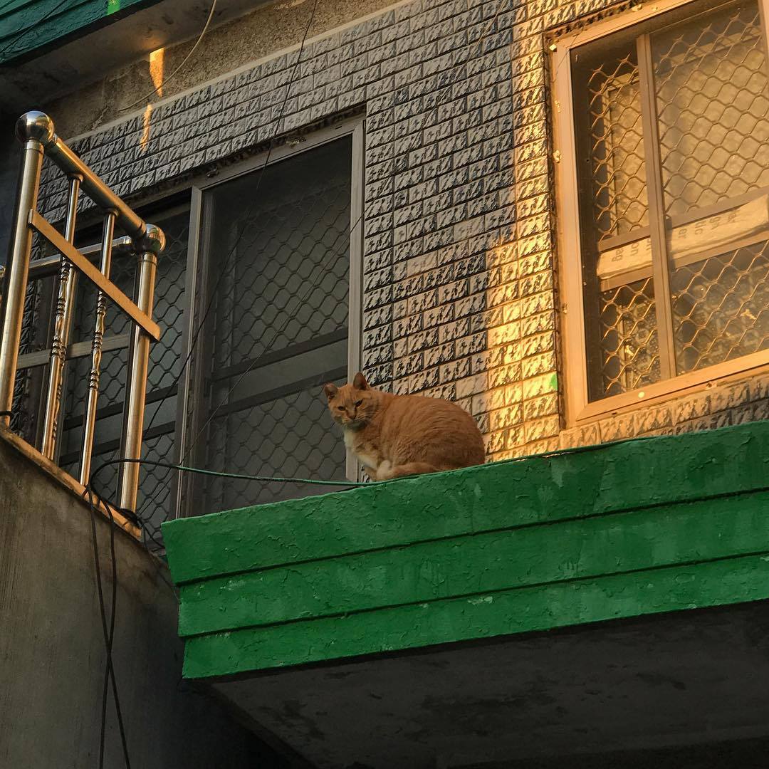 찬빈네집-보리 첫만남.jpg