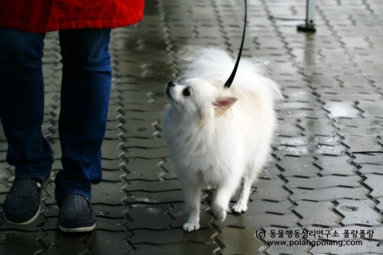 폴랑폴랑_반려견과_나란히_걷는_법_20151107IMG_1852-20151107.jpg