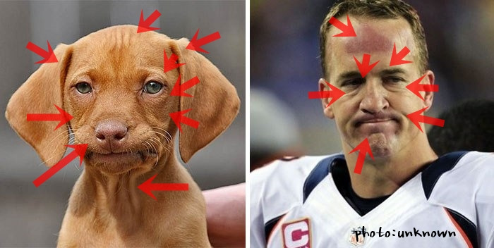 Tensed face of a dog and Peyton Manning.jpg