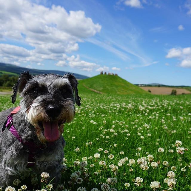 Cherrycoke my girl (1).jpg