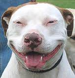 pitbull2.jpg