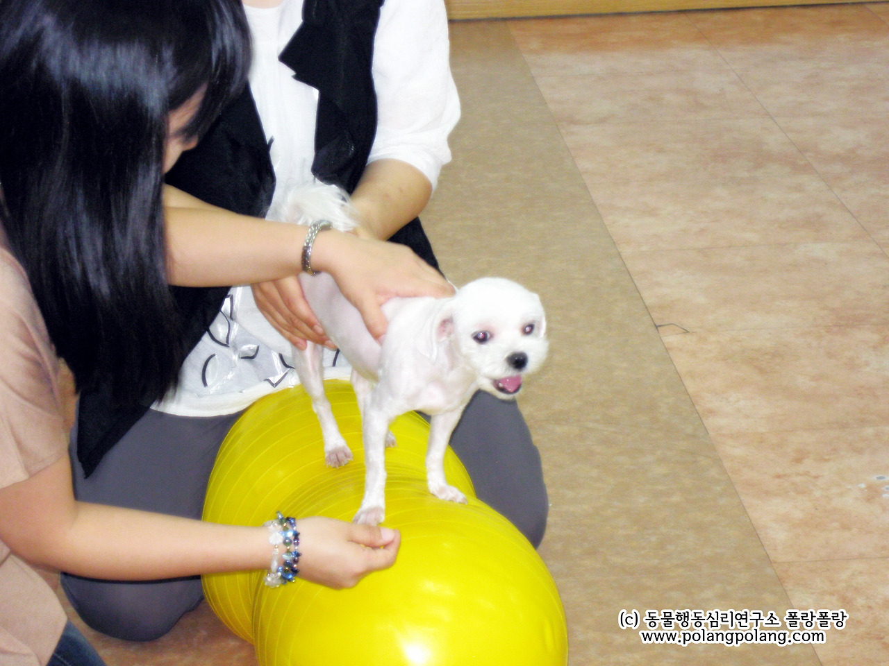 강아지 필라테스 폴랑폴랑 자료사진 송부용 (9).jpg