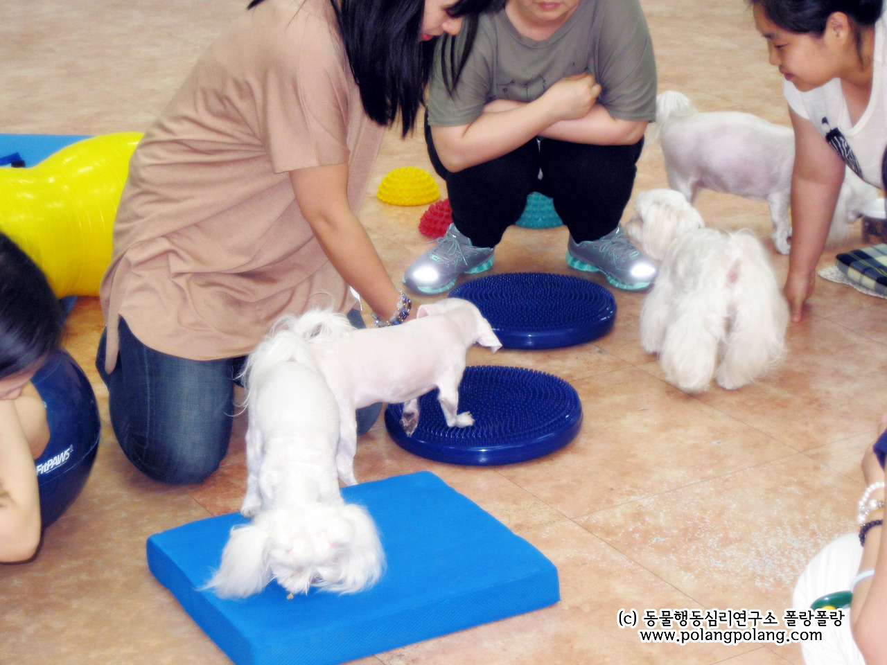 강아지 필라테스 폴랑폴랑 자료사진 송부용 (2).jpg