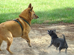 chihuahua_aggression_problems.jpg