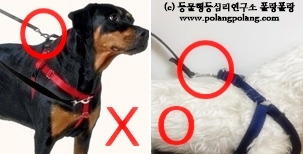 polangpolang leash training seminar동물행동심리연구소 폴랑폴랑 칼럼 목줄 반려견 산책 걷기 heel walking (11).jpg