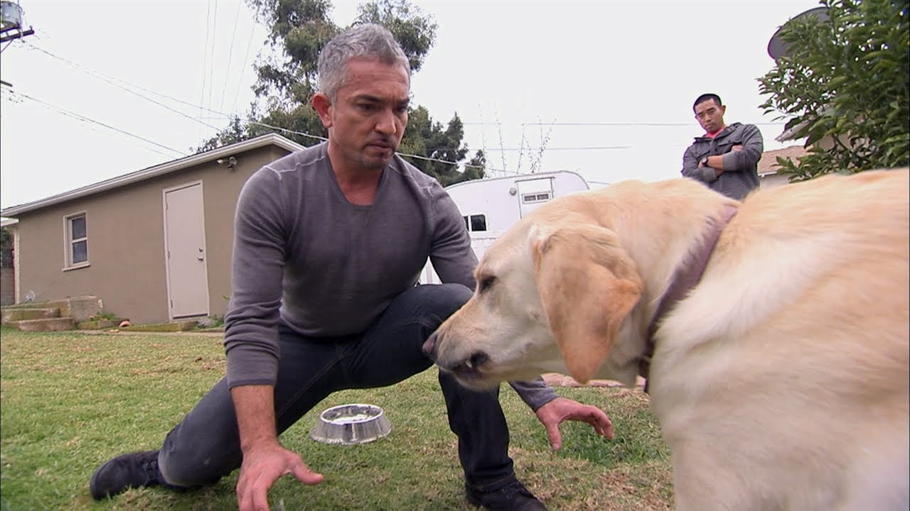 시저밀란 도그위스퍼러 cesar milan dog whisperer 2.jpg