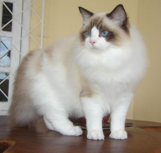 633px-Ragdoll_from_Gatil_Ragbelas.jpg