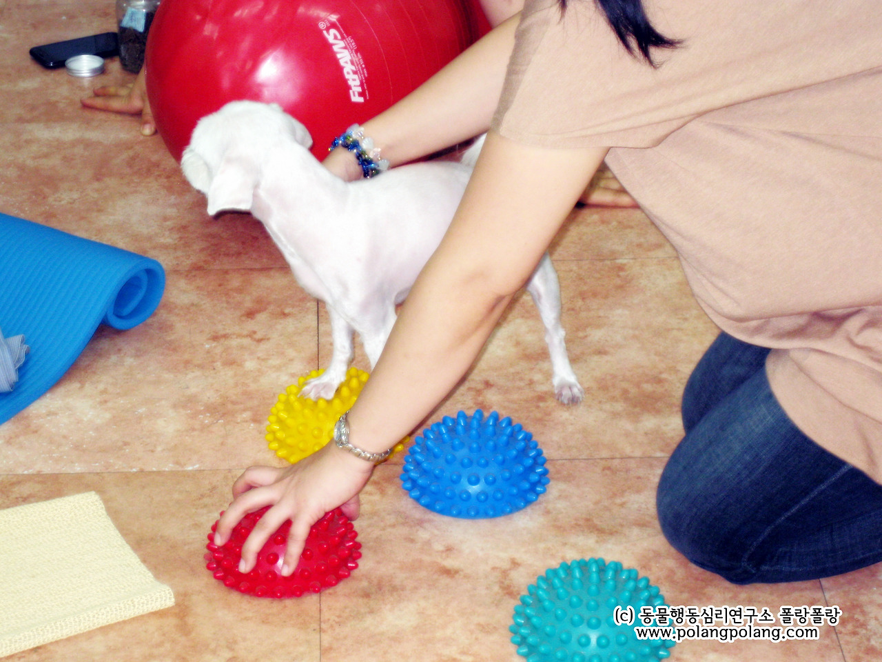 강아지 필라테스 폴랑폴랑 자료사진 송부용 (4).jpg