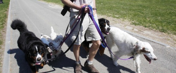 n-DOG-WALKER-large570.jpg