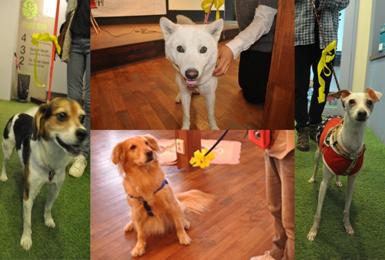 폴랑폴랑 옐로우 리본 yellow ribbon project 3.jpg