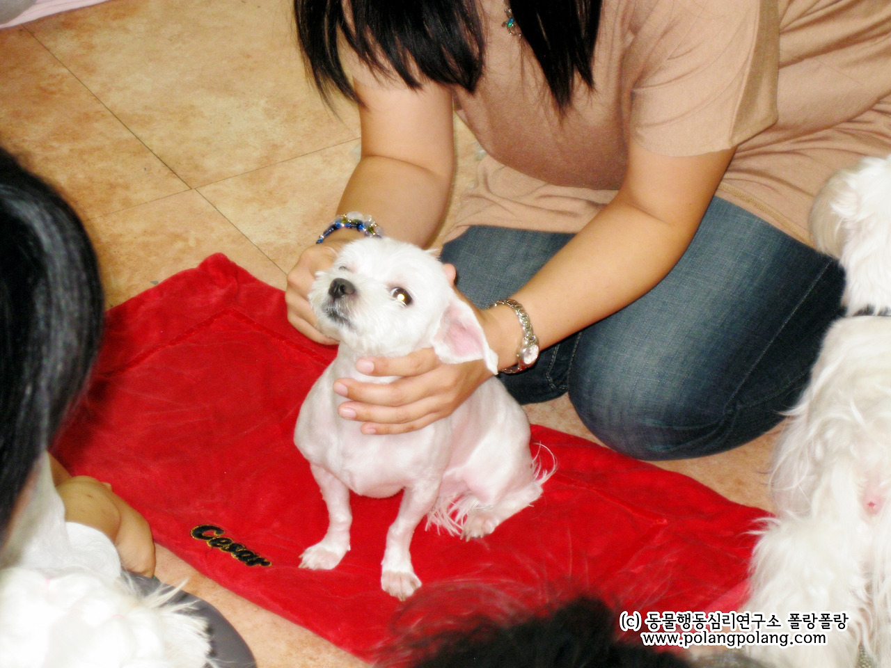 강아지 필라테스 폴랑폴랑 자료사진 송부용 (1).jpg