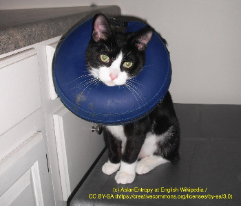 [폴랑폴랑] Cat_wearing_inflatable_e-collar.jpg