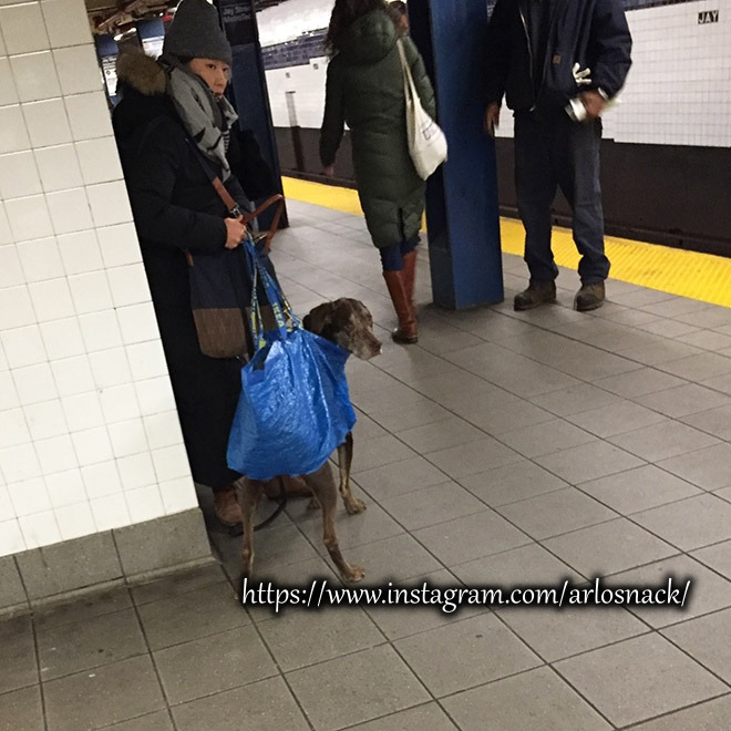 subway-dog1.jpg