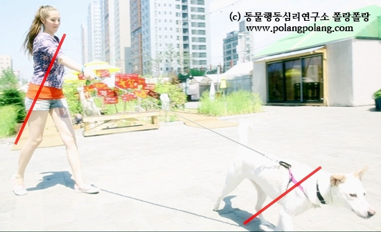 polangpolang_leash_training_seminar동물행동심리연구소_폴랑폴랑_칼럼_목줄_반려견_산책_걷기_heel_walking_(.jpg