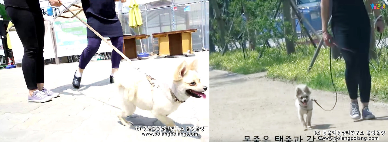 before after 폴랑폴랑 반려견 세미나.jpg