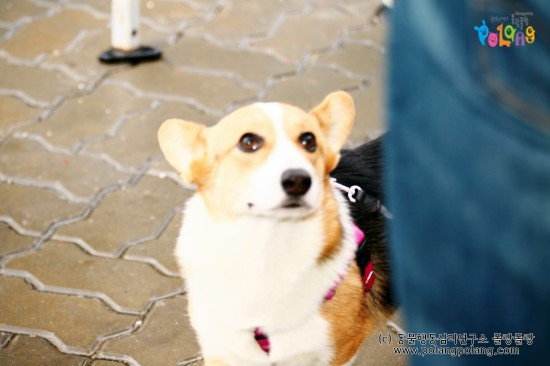 폴랑폴랑_반려견과_나란히_걷는_법_20151107IMG_1719-20151107.jpg