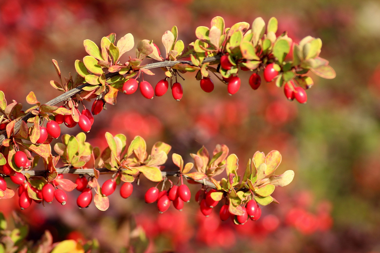 barberry-3733393_1920.jpg
