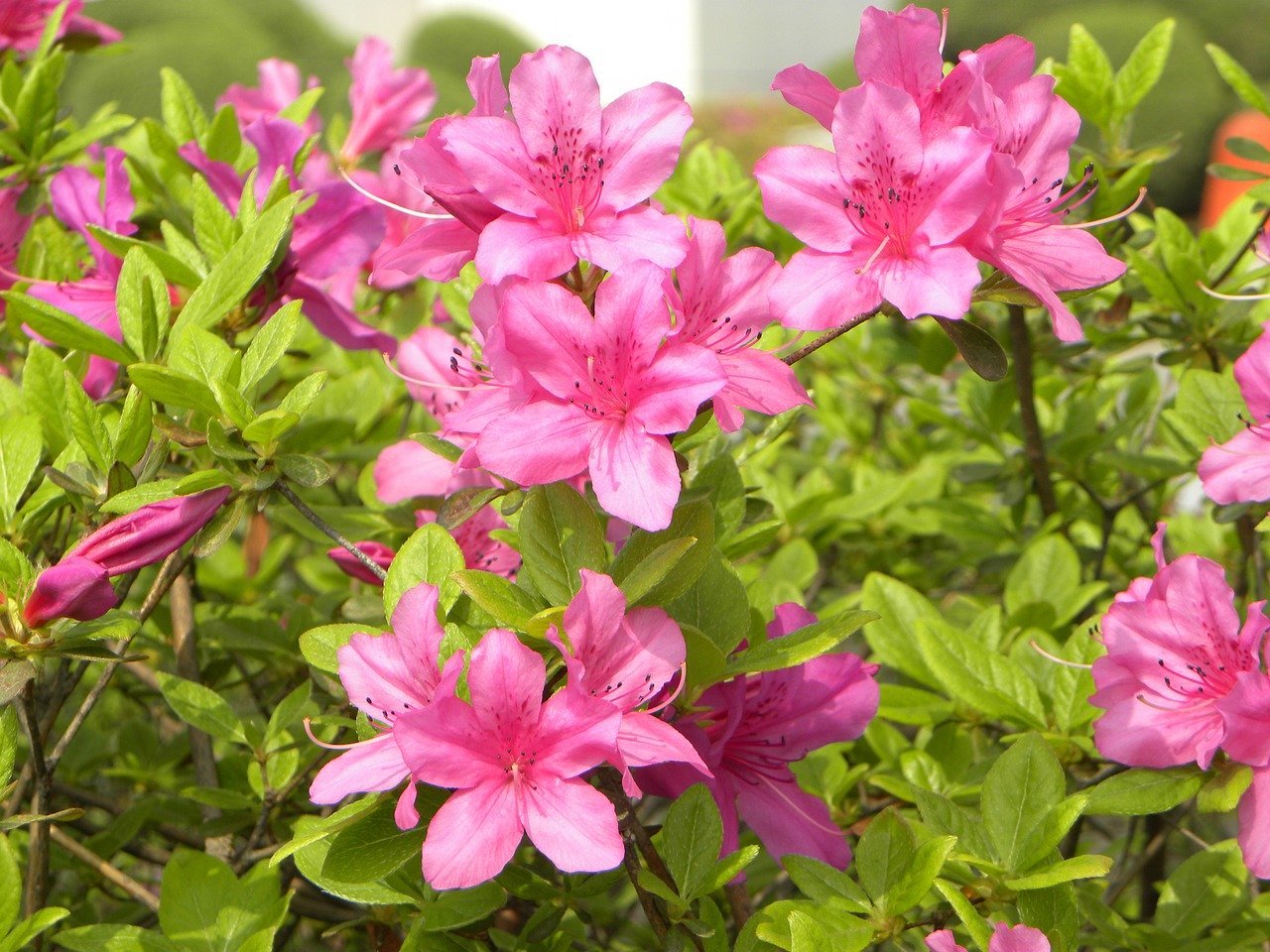 azalea-1162830_1280.jpg
