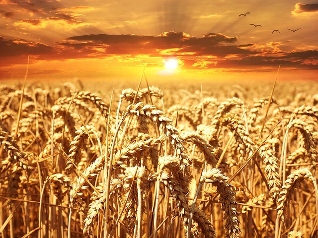 wheat-640960_640.jpg