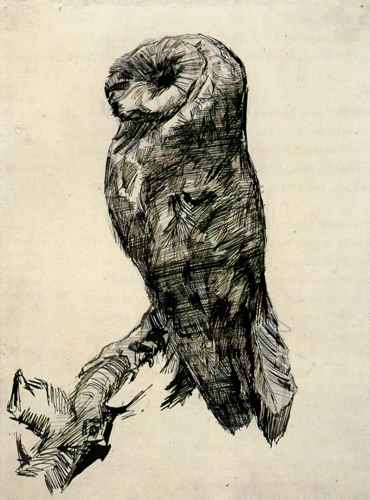 Barn Owl Viewed from the Side, 1887.jpg