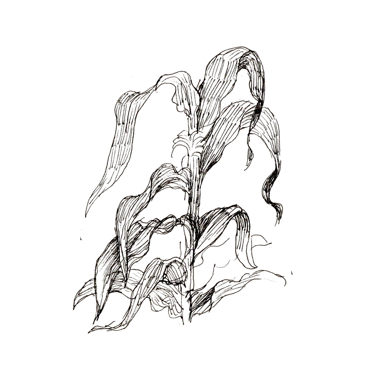 2025-0318-옥수수 그리기-02.jpg