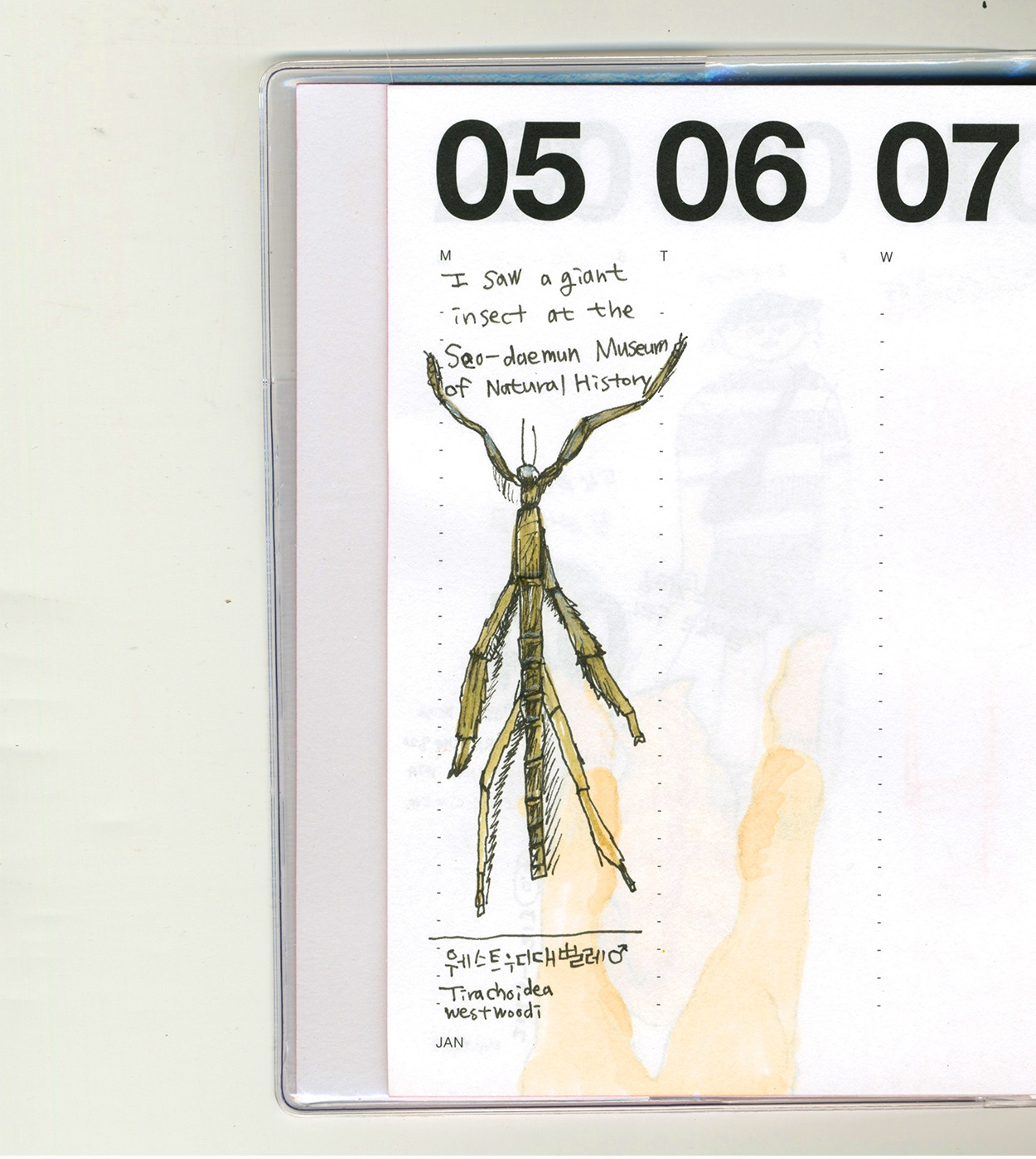 2026-0105-대벌레 복사.jpg