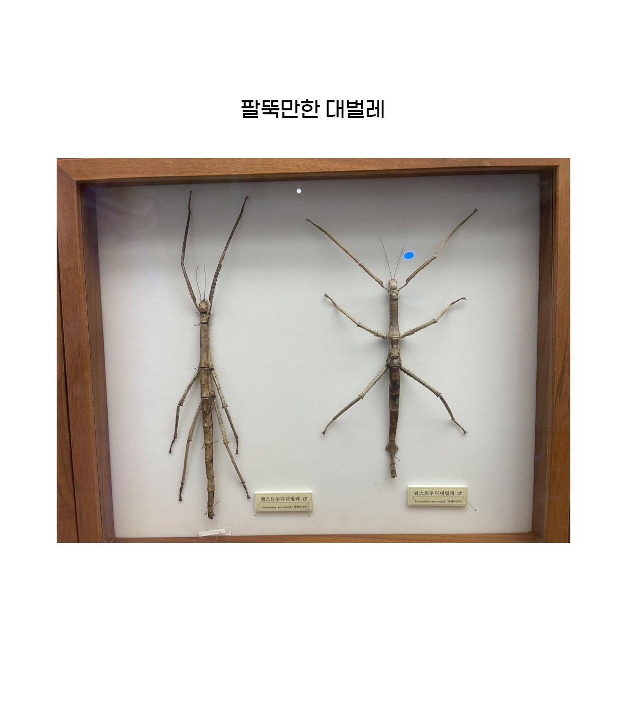 2026-0105-대벌레 2.jpg