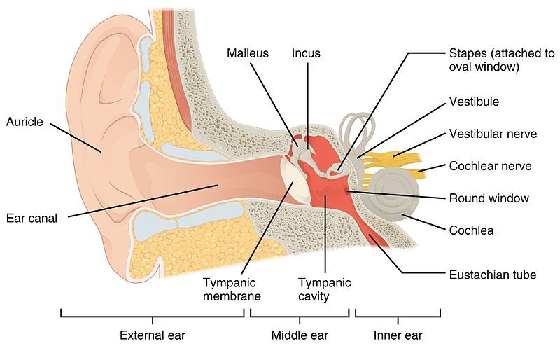 1404_The_Structures_of_the_Ear.jpg