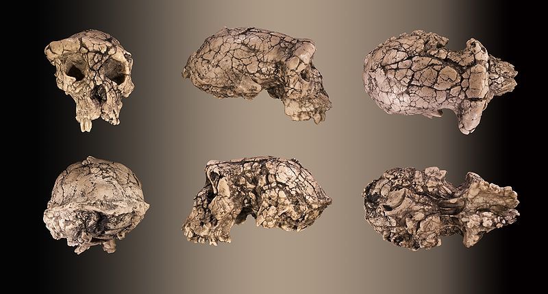 800px-Sahelanthropus_tchadensis_-_TM_266-01-060-1_Global_fond.jpg