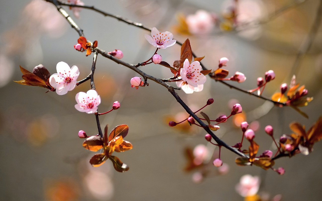 flowers-tree-cherry-spring-nature-hd-wallpaper.jpg