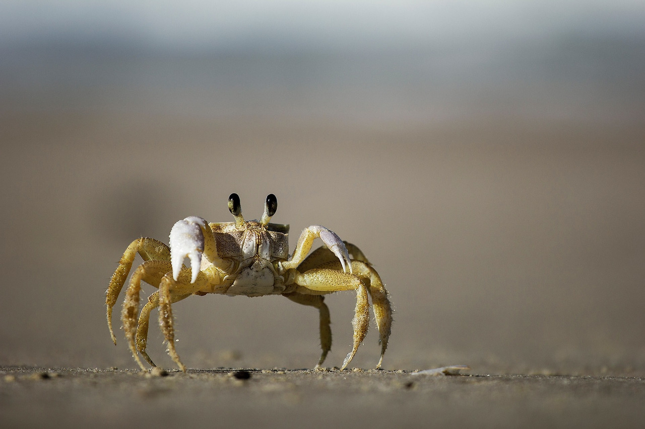 crab-2592389_1920.jpg