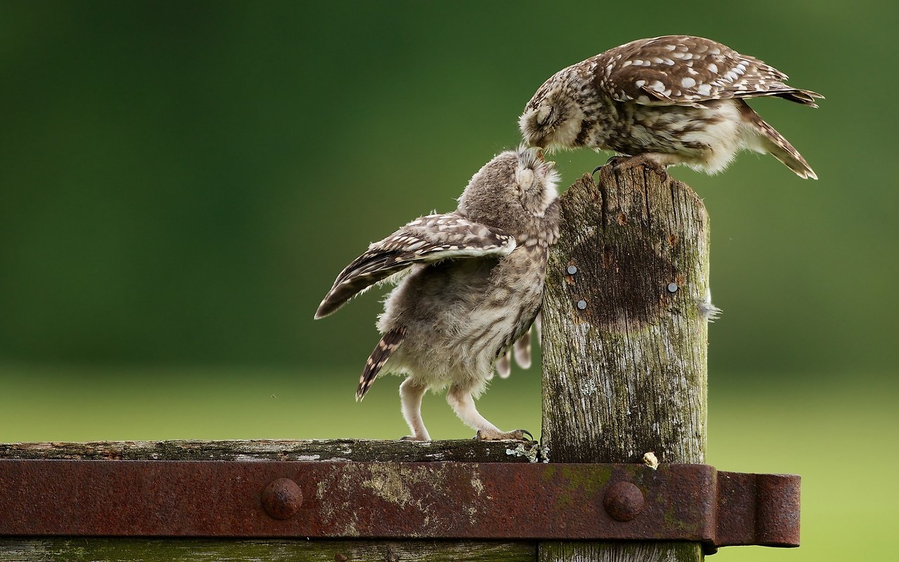 mood-owls-birds-hd-wallpaper.jpg