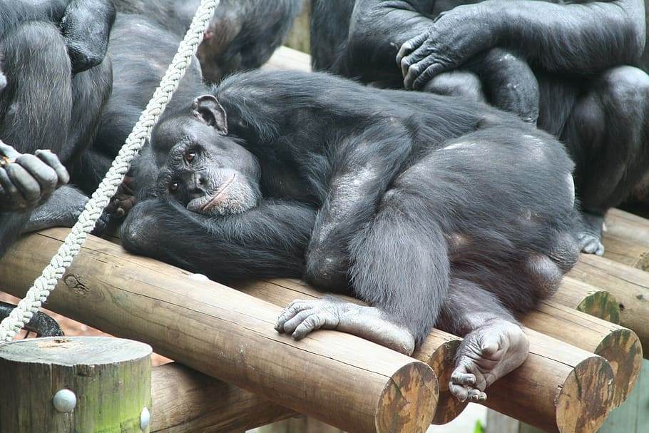 monkey-ape-zoo-rest.jpg