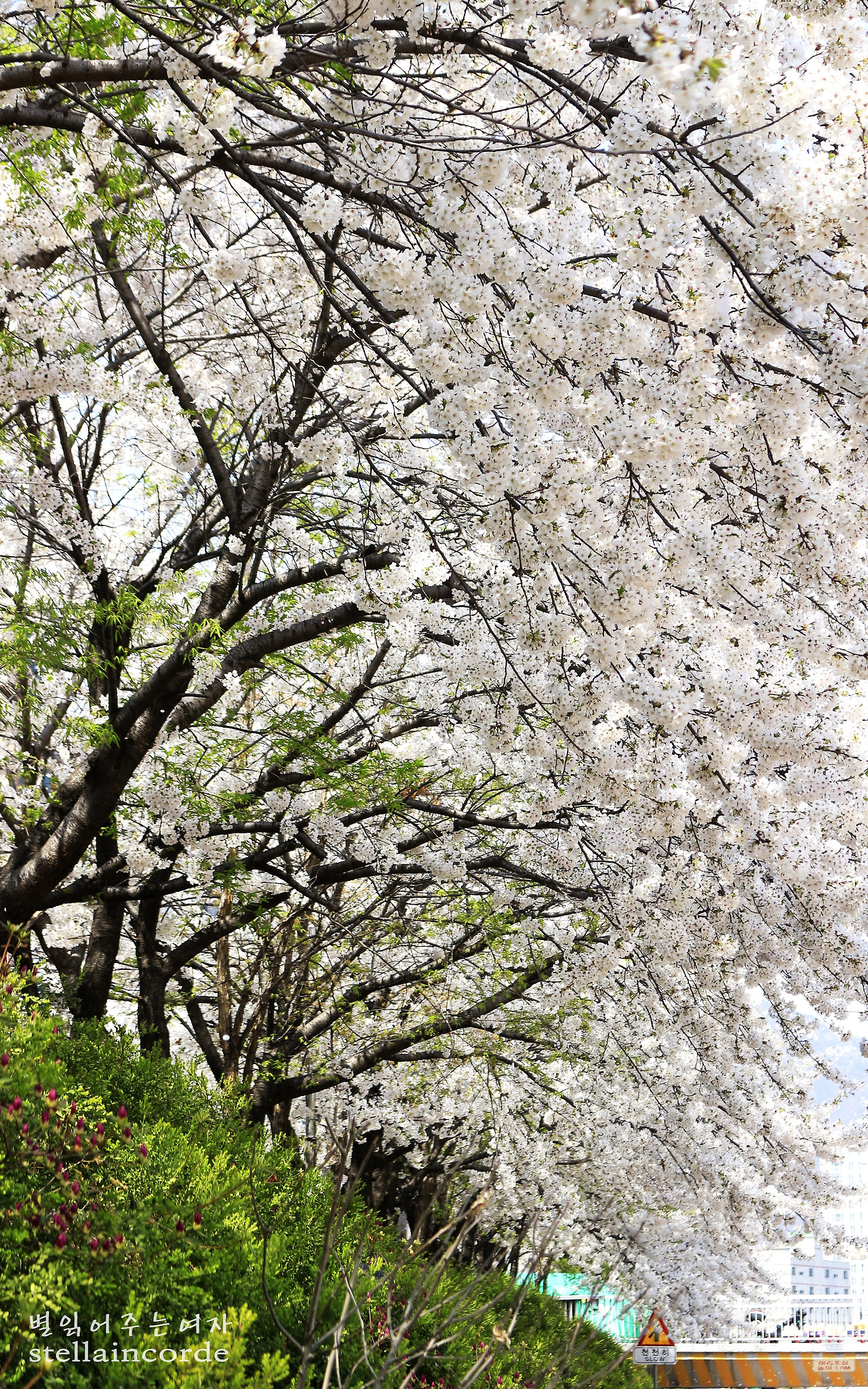 2018_0410_flower_1 063_2.jpg