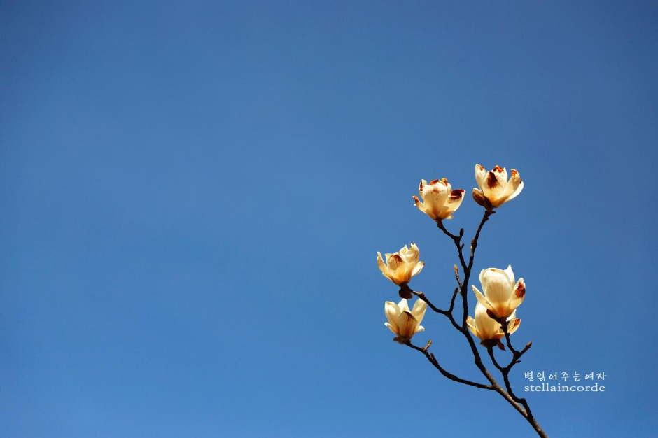 2019_0407_강천섬 788_2.jpg