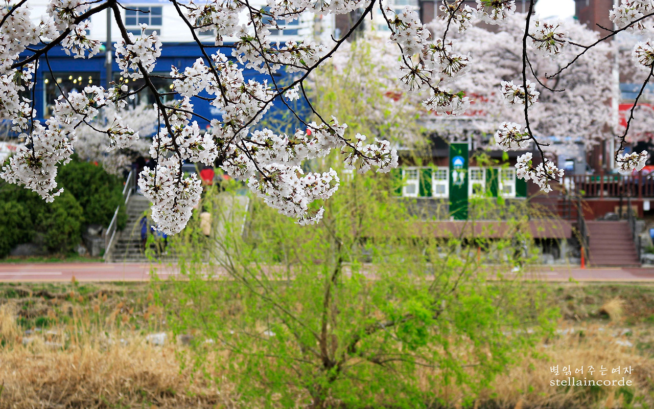 2018_0406_flower 042_3.jpg