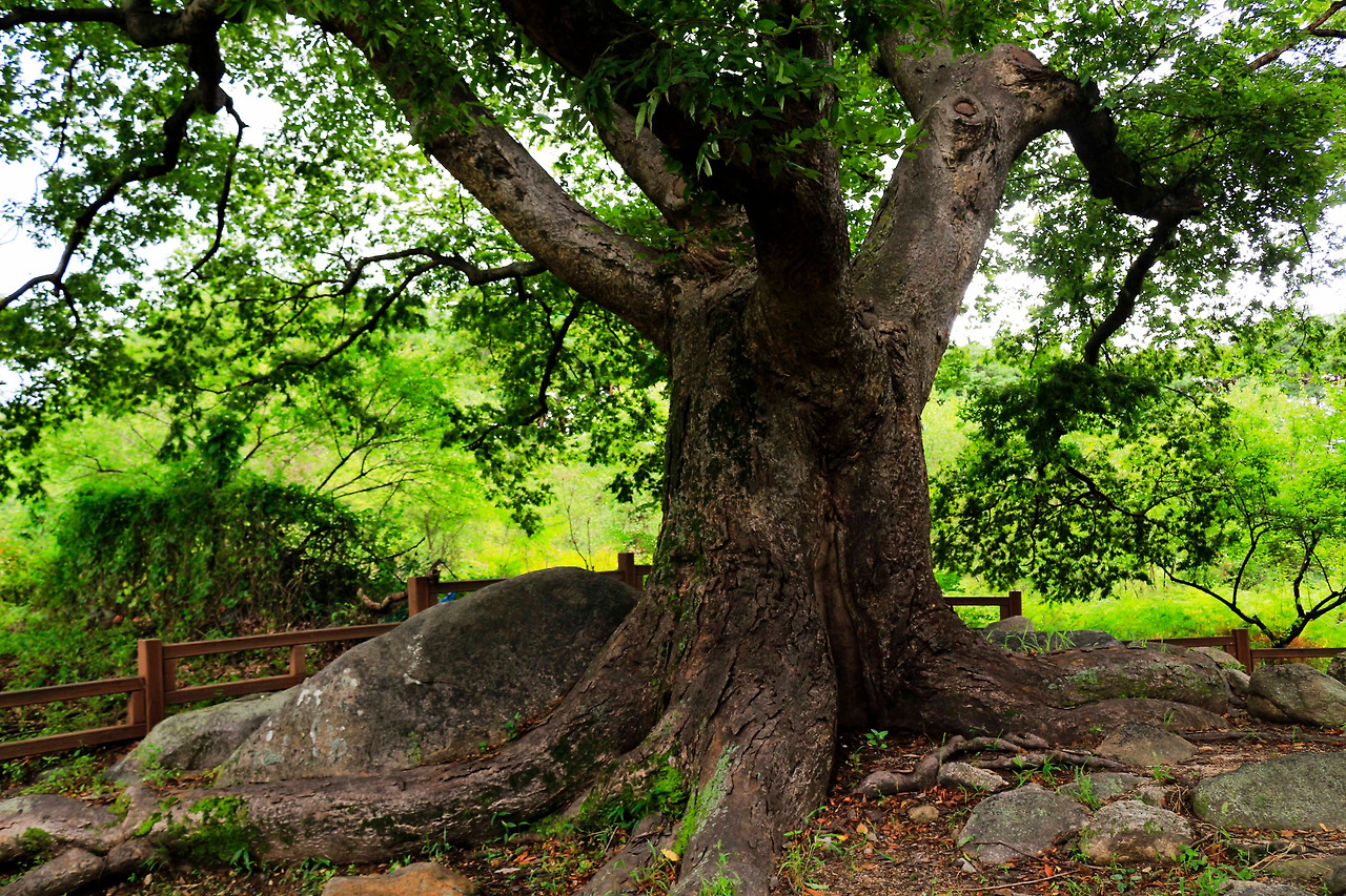 (대구용수동당산)2016_0829_daegu 171_3.jpg