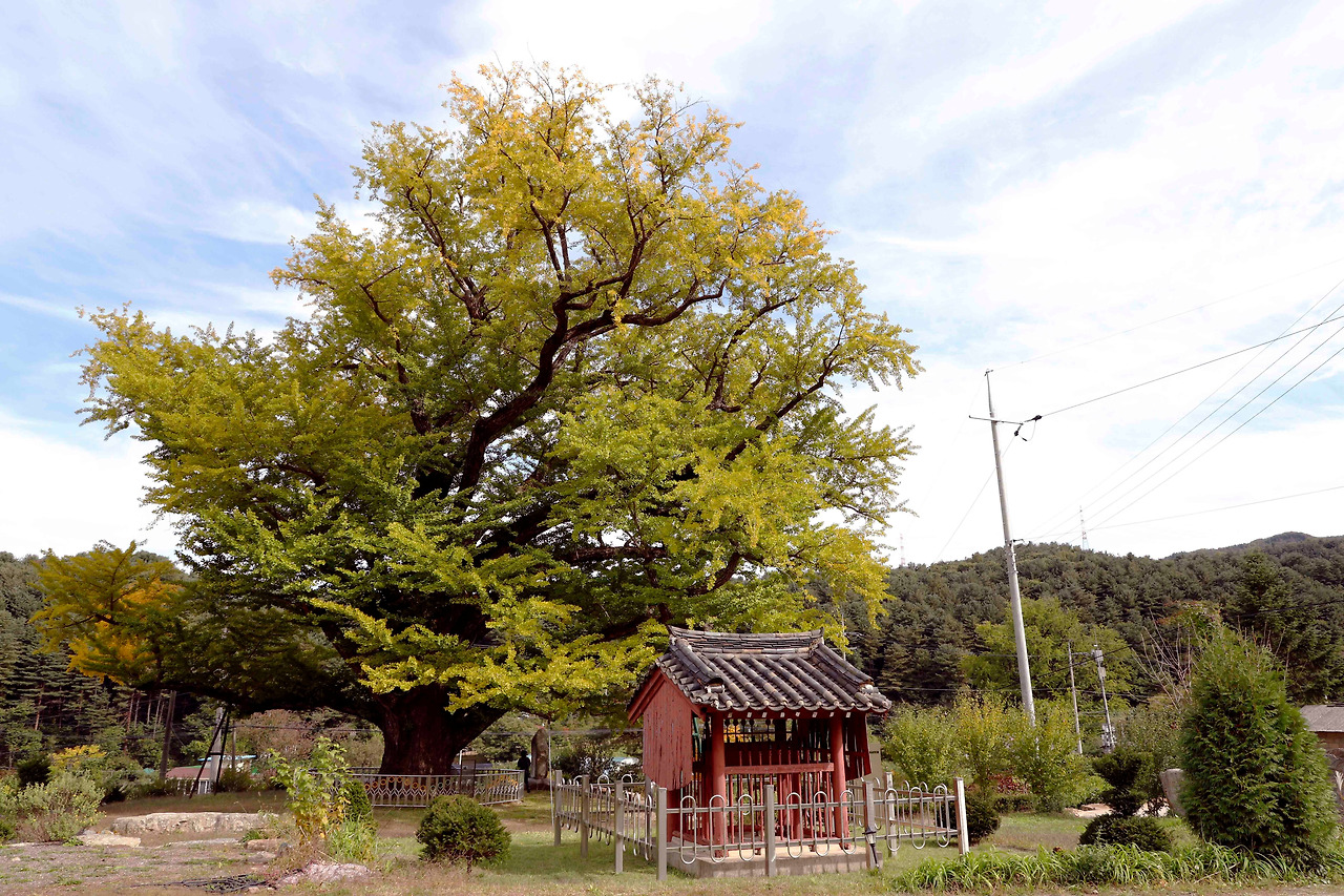 17_(포천금동리천년은행나무)_1.jpg