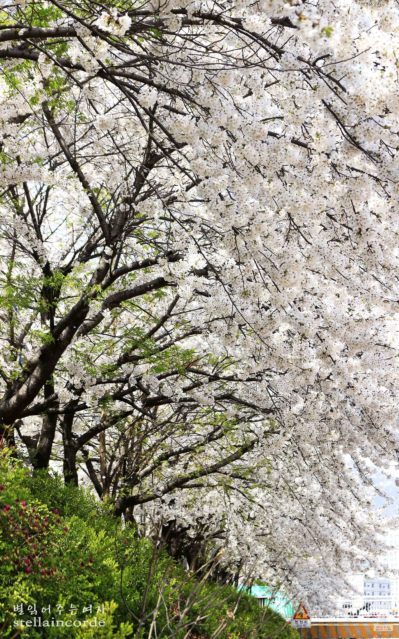 2018_0410_flower_1 063_3.jpg