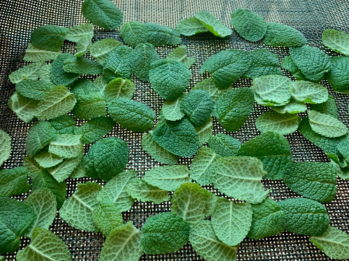민트잎.jpg