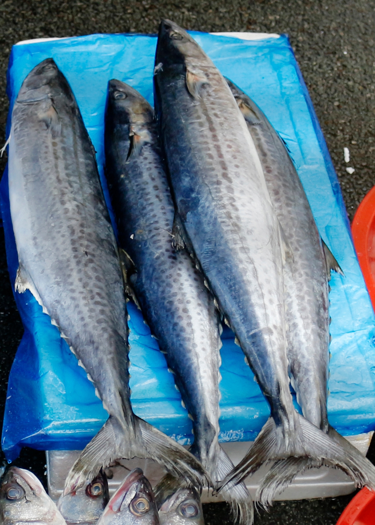 2017_0325_wando 015_2.jpg