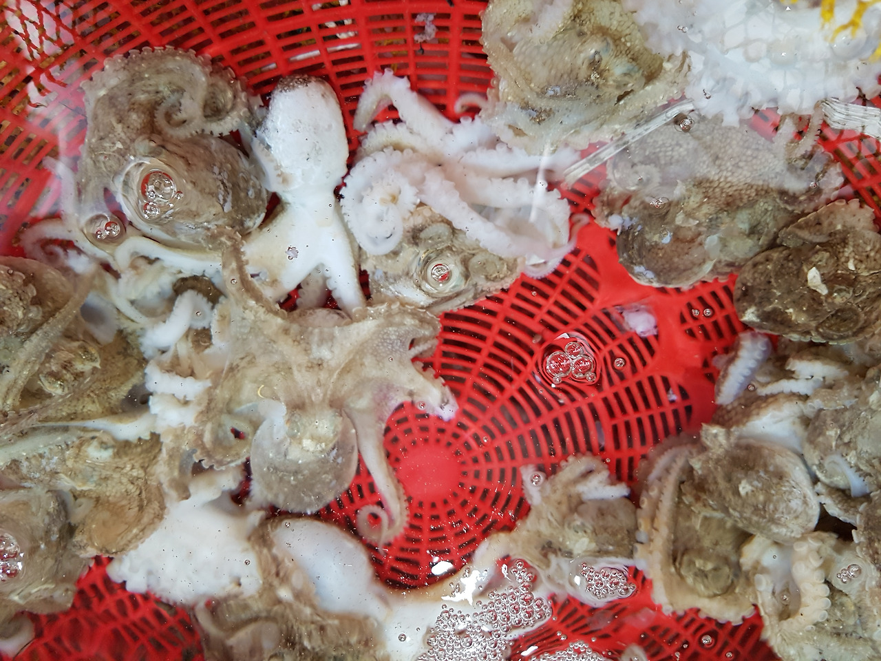 통영케이블카미륵산서호시장서피랑 (18).jpg