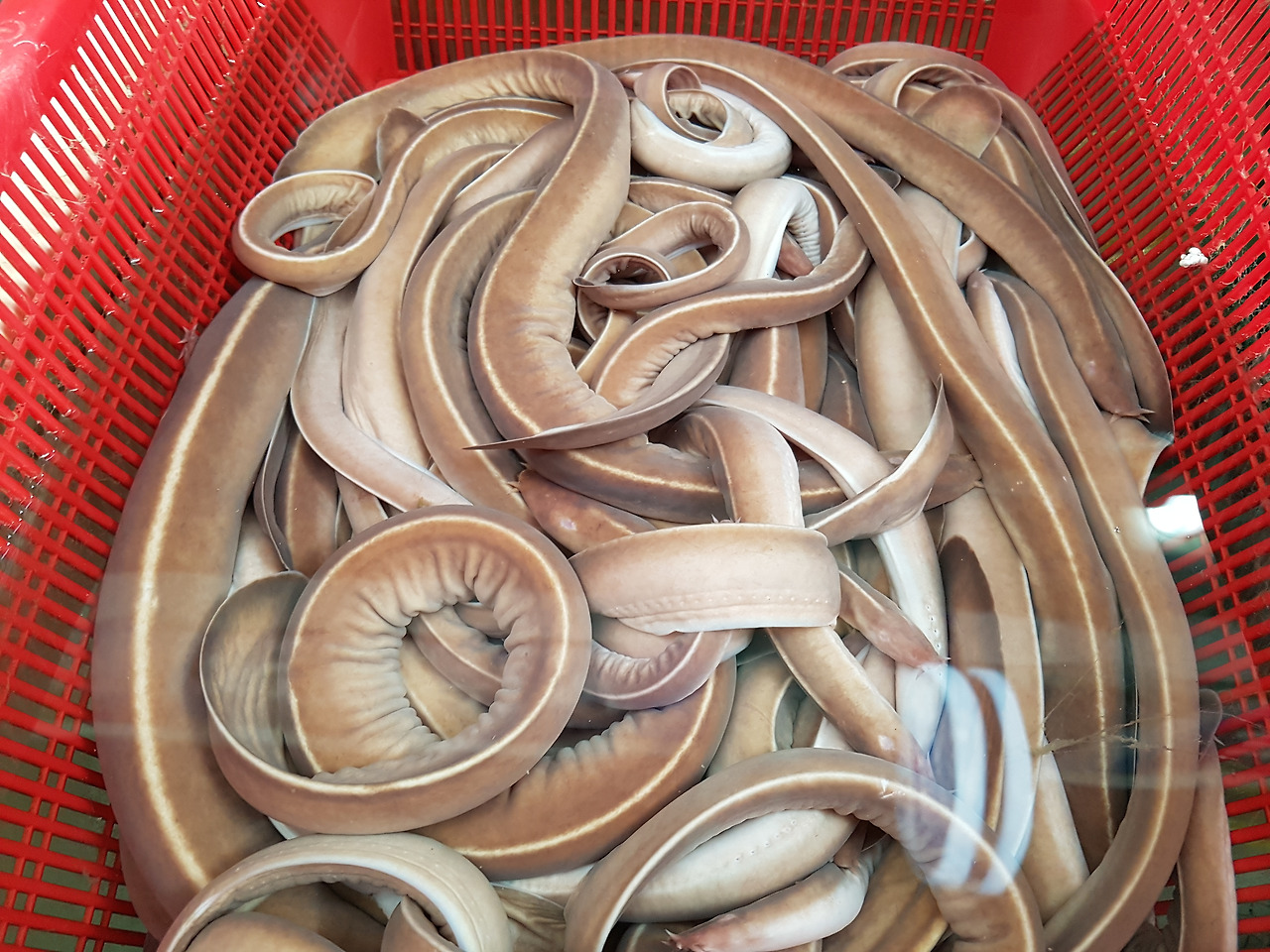 통영케이블카미륵산서호시장서피랑 (24).jpg