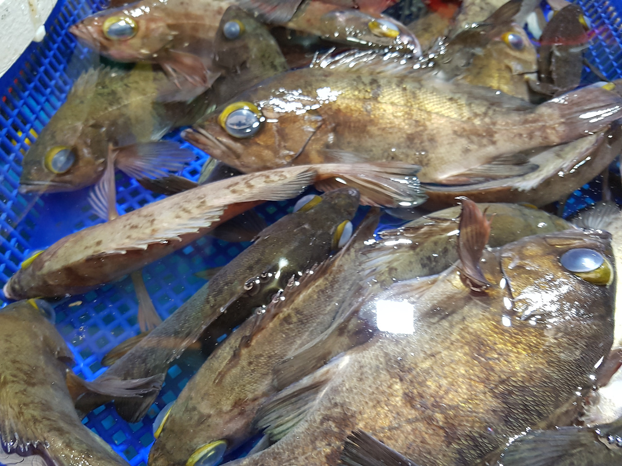 통영케이블카미륵산서호시장서피랑 (22).jpg