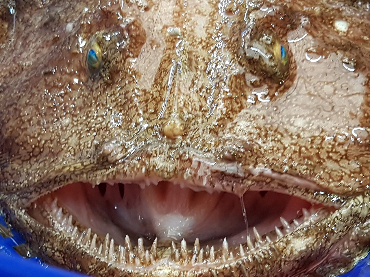 통영케이블카미륵산서호시장서피랑 (26).jpg